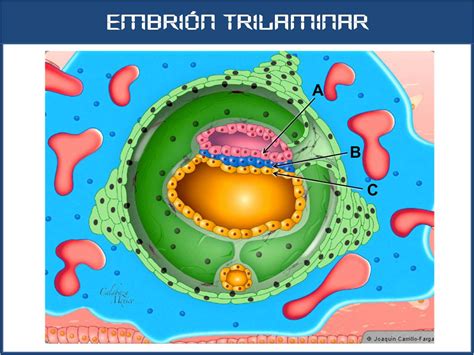 SOS EMBRIOLOGIA HUMANA Embrión trilaminar