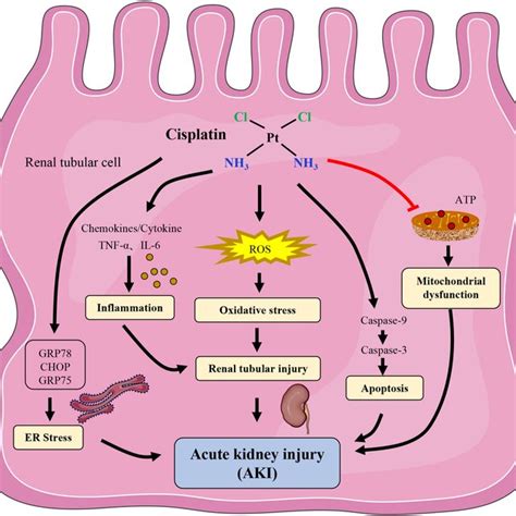 The Mechanism Of Cisplatin Induced Acute Kidney Injury ER Endoplasmic