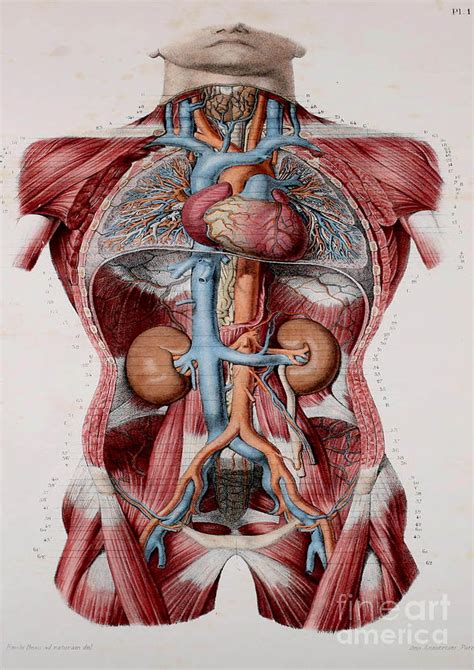 Human Anatomy Painting