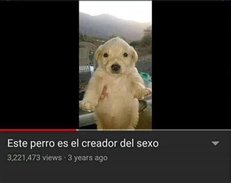 Este Perro Es El Creador Del Sexo Jotchua Know Your Meme