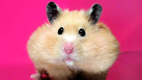 Fat Hamsters Wallpapers Wallpaper Cave