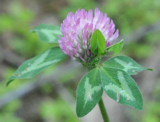 Edible: Clover, Red [Trifolium pratense]