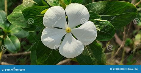 White Catharanthus Roseus Flower On Green Leaves Background Stock Photo