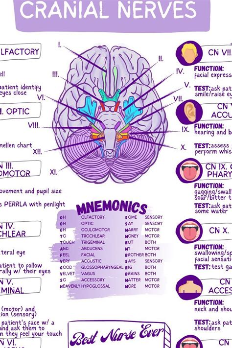 Cranial Nerves Mnemonic How To Remember Function In 2022 Cranial