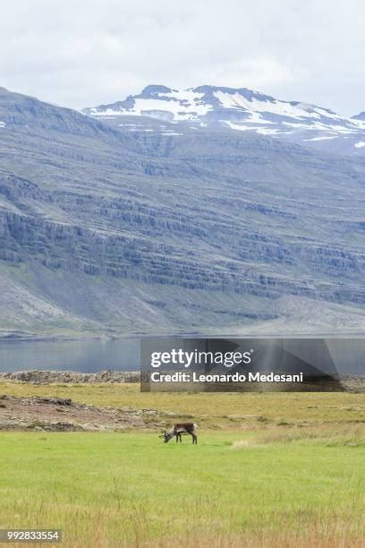 265 Reindeer Iceland Stock Photos, High-Res Pictures, and Images ...