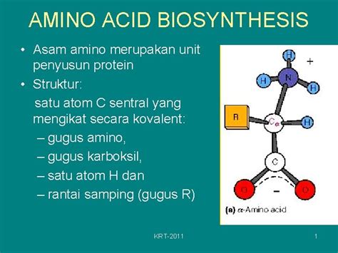 Amino Acid Biosynthesis Asam Amino Merupakan Unit Penyusun