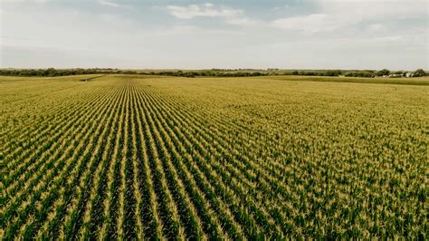 Facts You Didn T Know About Nebraska Corn