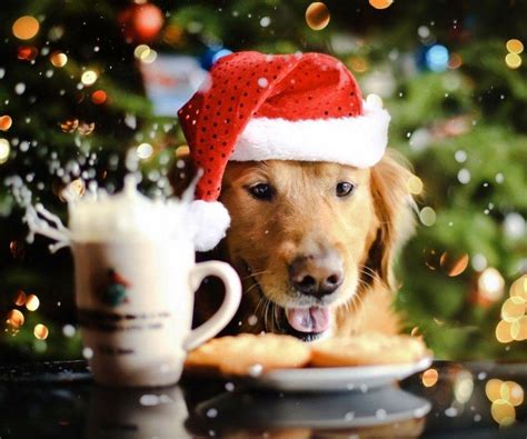 Christmas Dogs Wallpapers - Wallpaper Cave