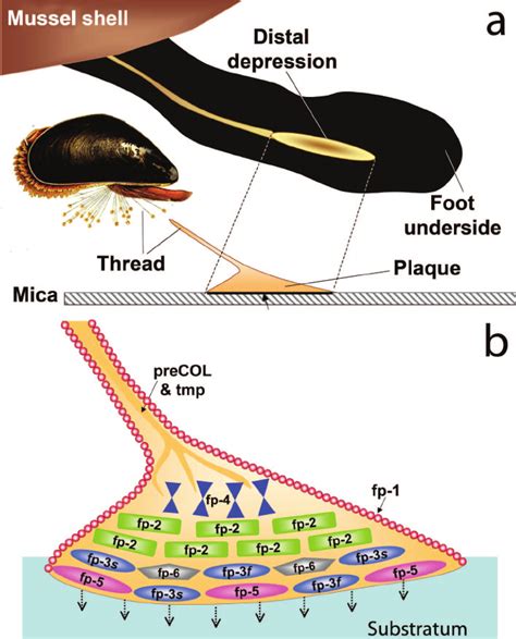 Schematic View Of A Mussel Byssal Plaque A Each Plaque Is Made By Download Scientific