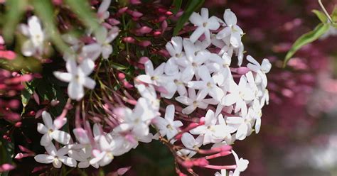 13 Popular Types of Jasmine Vines and Shrubs | Gardener’s Path