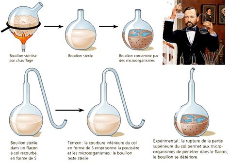 Seminarios El Experimento De Pasteur