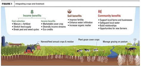 Maximizing The Value Of Integrated Crop And Livestock Systems Ag Proud