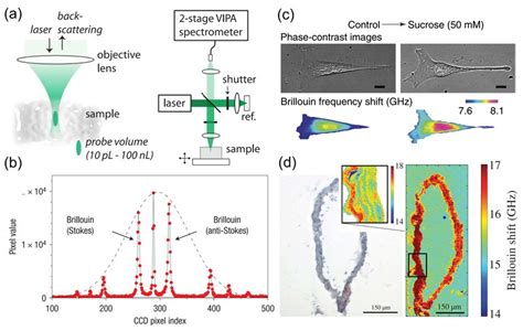 Brillouin Microscopy A Principle And Schematic Adapted From