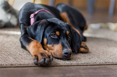 doberman pinscher dog breed size personality   dog food advisor