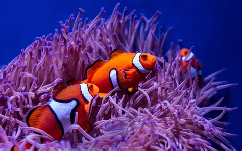 Download wallpaper 3840x2400 clown fish, fish, corals, reef, water 4k