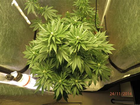 White Widow Royal Queen Seeds Cannabis Strain Gallery Page No2