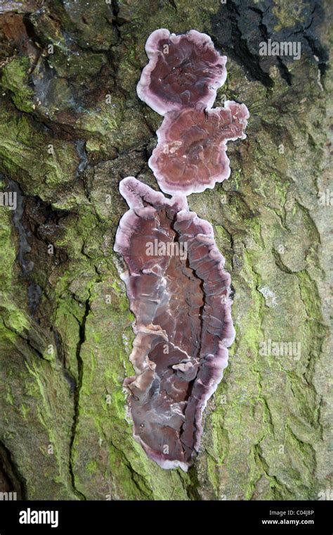 Silver Leaf Fungus Chondrostereum Purpureum Taken At Martin Mere WWT