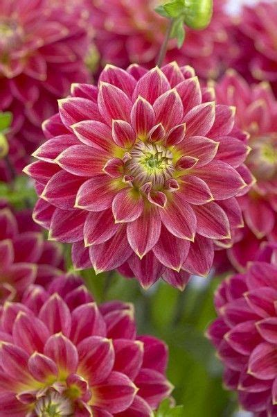 Dahlias Beautiful Flowers Dahlia Flower Flower Garden