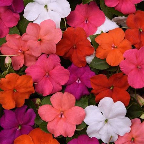 Beacon Formula Mixture Hybrid Impatiens Seeds Park Seed