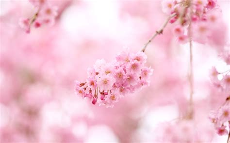 Anime Cherry Blossom HD Wallpapers - Wallpaper Cave