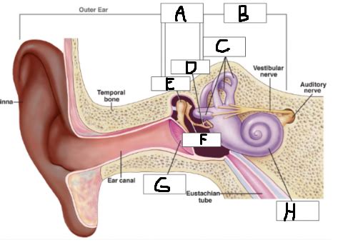 Ap Psych Ear Labeling Diagram Quizlet