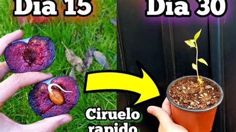 Aprende C Mo Plantar Un Ciruelo Desde La Semilla Gu A Paso A Paso