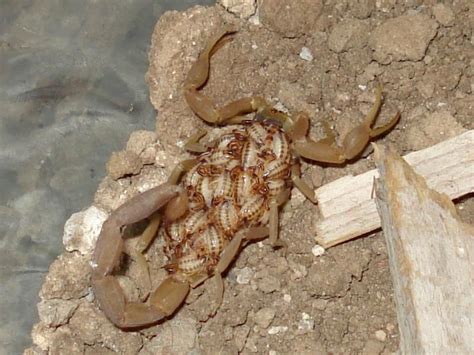 Web Del Escorpion Reproduccion De Los Alacranes Alacran Escorpion