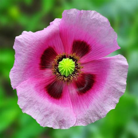 Pretty Poppy Varieties | HGTV Poppy Pods, Ornamental Cabbage, Taproot ...