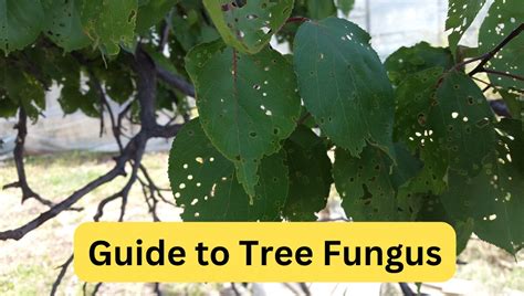 Common Types of Tree Fungus