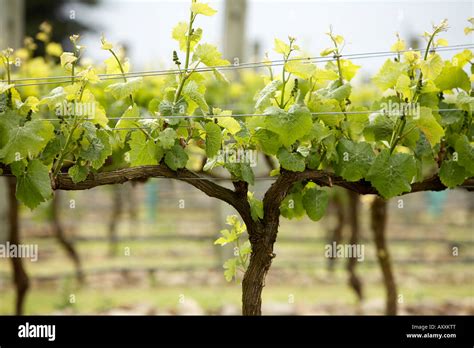 Garden Trellis & Screening | Garden Fence Panels & Gates: How To Make A ...