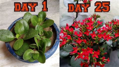 How To Grow Kalanchoe Plant By Cutting Step By Step Youtube