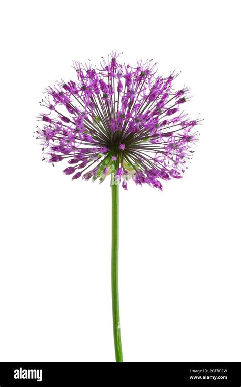 Beautiful Meadow Flower Purple Giant Allium Isolated On White Stock