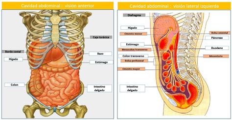 Anatomia Da Cavidade Abdominal Retoedu