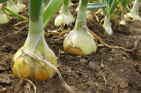 Cara Menanam Bawang Putih Di Kebun Lengkap Hingga Panen