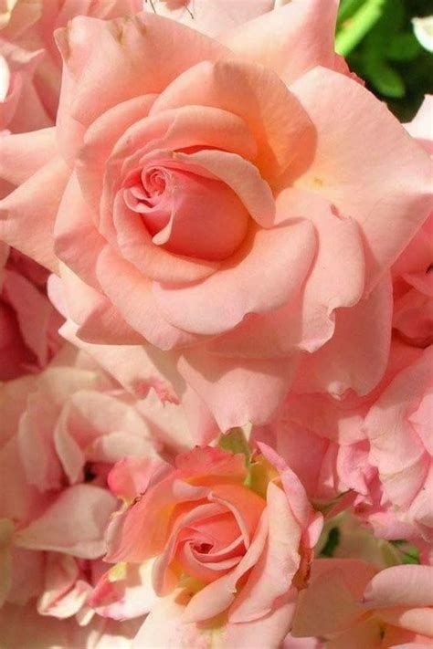 Pin By Julia Forster On A Flower Bower Beautiful Rose Flowers Exotic