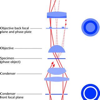 Ray diagram of the phase contrast method. The heavy lines represent the ...