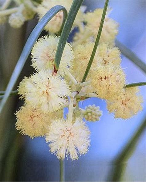 Acacia Stenophylla Botanycaae