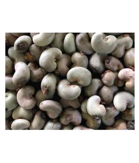 cashew tree seeds kenya seeds 25 SEEDS: Buy cashew tree seeds kenya ...