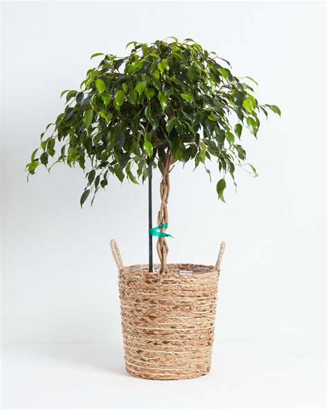 Ficus Benjamina Midnight Braid Indoor Plants Lively Root