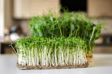 Premium Photo Microgreens Arugula And Micro Green Pea Sprouts On