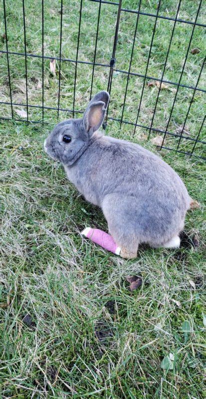 Male Vancouver Rabbit Rescue Advocacy