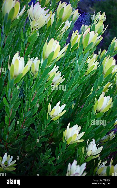 Leucadendron Fynbos Discolour Green Stock Photo Alamy