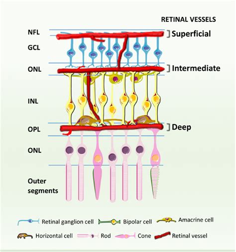 Schematic Cross Section Showing The Retinal Blood Vessels Lining The