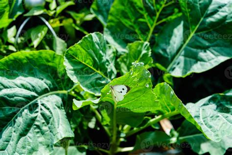 Las Larvas De La Mariposa Blanca Destruyen La Cosecha De Repollo