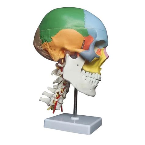 Insan Anatomisi Skelet Anatomik Modeli Sat L K Kafatas Renkli Kemikler