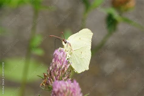 Motyl Na Kwiecie Motyl Na Ce Kolorowy Motyl Makro Wiat Stock