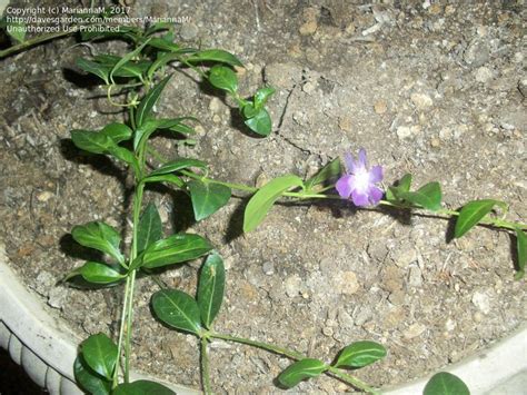 Plantfiles Pictures Common Periwinkle Creeping Myrtle Flower Of