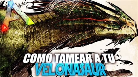 COMO TAMEAR A TU VELONASAUR Guia Español Ark Survival Evolved