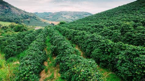 Minas Gerais paraíso cafetalero brasileño Primero Café