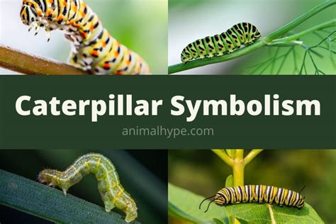 Caterpillar Symbolism And Meaning (Totem, Spirit and Omens) - Animal Hype